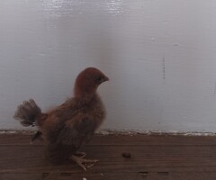 Serama chicks for sale - 3