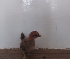 Serama chicks for sale - 4