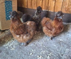 Silkie banterms point of lay