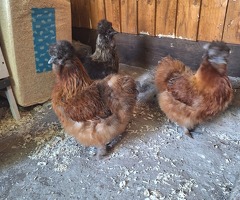 Silkie banterms point of lay - 2