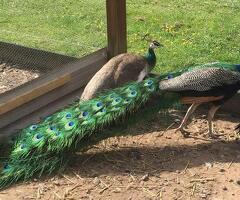 Indian blue peacocks and peahens for sale