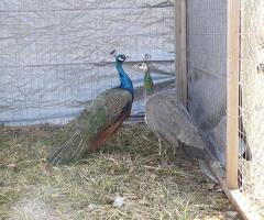 Indian blue peacocks and peahens for sale - 2