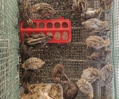 Quail Chicks Off Heat 3 Week Old