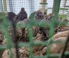 Quail Chicks Off Heat 3 Week Old - 2