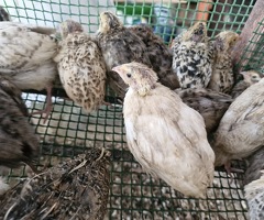 Quail Chicks Off Heat 3 Week Old - 3