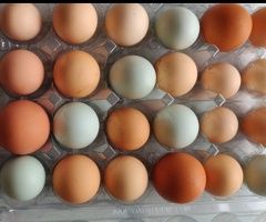 Fertile chicken eggs for sale