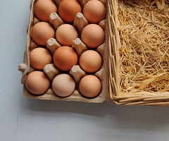Fertile chicken eggs for sale - 2