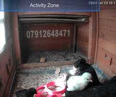 Newborn chicks for sale in London - 4