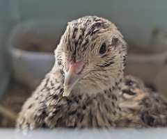 Coturnix quails, females point of lay - 3