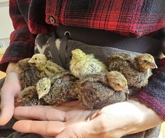Coturnix quails, females point of lay - 4