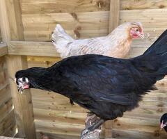 Black Marans Sapphire Marans POL Pullets