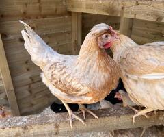 Black Marans Sapphire Marans POL Pullets - 2