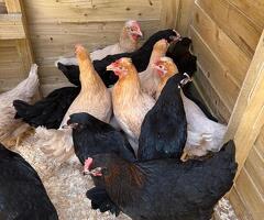 Black Marans Sapphire Marans POL Pullets - 3