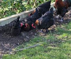 7 X Black French Copper Maran Chickens and Cockerel if wanted with FREE run