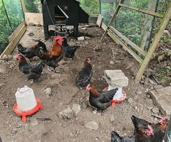 7 X Black French Copper Maran Chickens and Cockerel if wanted with FREE run - 2