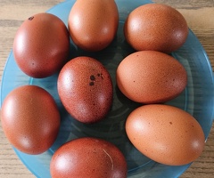 7 X Black French Copper Maran Chickens and Cockerel if wanted with FREE run - 3