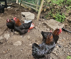 7 X Black French Copper Maran Chickens and Cockerel if wanted with FREE run - 4