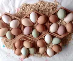 Fertile Hatching Eggs: Blue, Cyan, Green, Olive