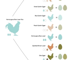 Fertile Hatching Eggs: Blue, Cyan, Green, Olive - 2