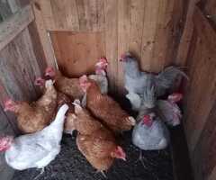 Fertile Hatching Eggs: Blue, Cyan, Green, Olive - 3