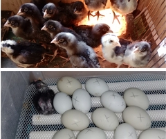 Fertile Hatching Eggs: Blue, Cyan, Green, Olive - 4