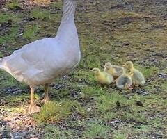 Day old Embden Goslings for sale
