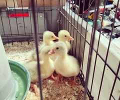 Day old Embden Goslings for sale - 2