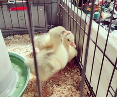 Day old Embden Goslings for sale - 3
