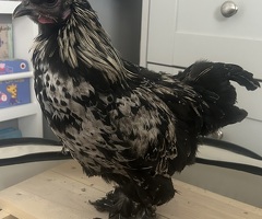 Cockerel for sale