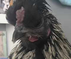 Cockerel for sale - 2