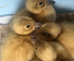 Welsh Harlequin Ducklings
