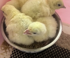 Bourbon Red and Crowllitzer Turkey Poults