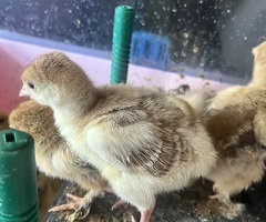 Bourbon Red and Crowllitzer Turkey Poults - 2