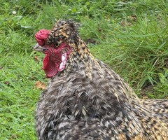 2yr old Silkie-cross Rooster