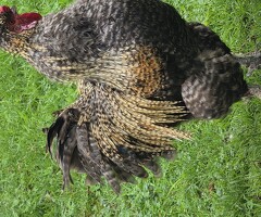 2yr old Silkie-cross Rooster - 2