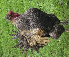 2yr old Silkie-cross Rooster - 3