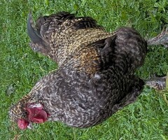 2yr old Silkie-cross Rooster - 4