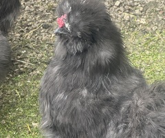 Four 4 month old silkie boys for sale