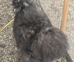Four 4 month old silkie boys for sale - 2