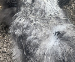 Four 4 month old silkie boys for sale - 3