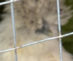 Four 4 month old silkie boys for sale - 4
