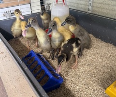 Indian Runner Ducklings - Females - 0-2 Weeks