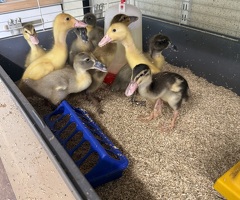 Indian Runner Ducklings - Females - 0-2 Weeks - 2