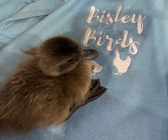 Khaki Campbell Ducklings - Females - 0-2 weeks