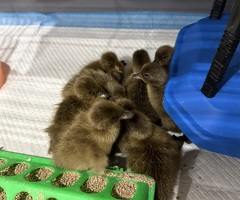 Khaki Campbell Ducklings - Females - 0-2 weeks - 2