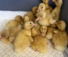 Cherry Valley Ducklings - Female - 0-2 Weeks