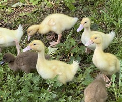 Cherry Valley Ducklings - Female - 0-2 Weeks - 2
