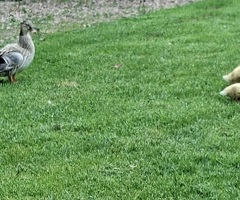 Beautiful call x miniature silver appleyard duckings