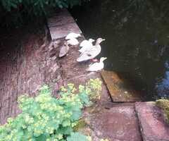 Beautiful call x miniature silver appleyard duckings - 2
