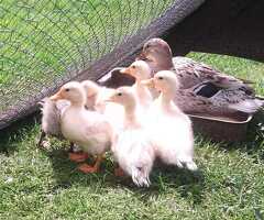 Beautiful call x miniature silver appleyard duckings - 3